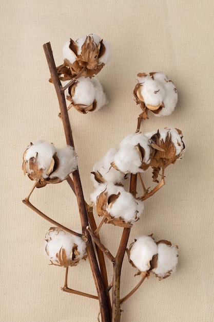 Photo several branches of cotton on a fabric background