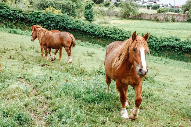 Several Brown horses