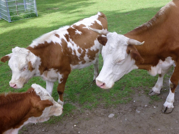 Several brown and white young cows on a background of green grass Raising pets as a business