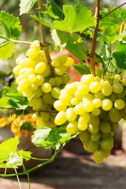 Several bunches of ripe grapes on the vine selective focus