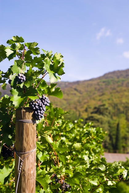 Several bunches of ripe grapes on the vine