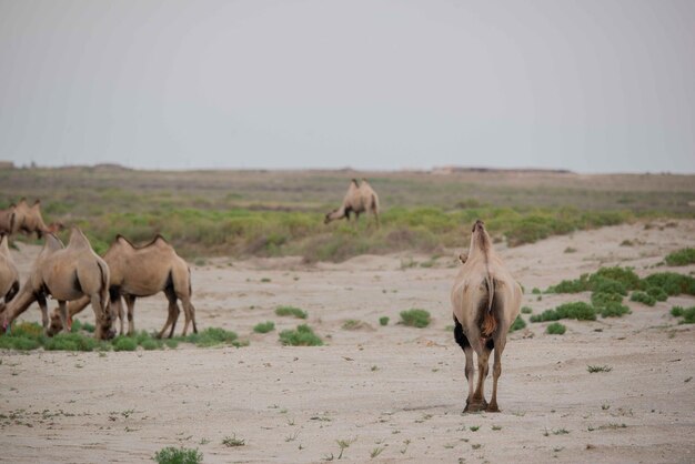 Photo several camels graze in the steppes of kazakhstan