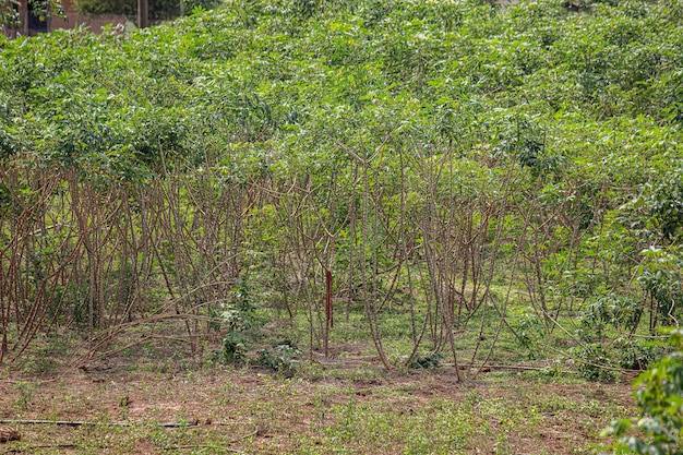Several Cassava Plants