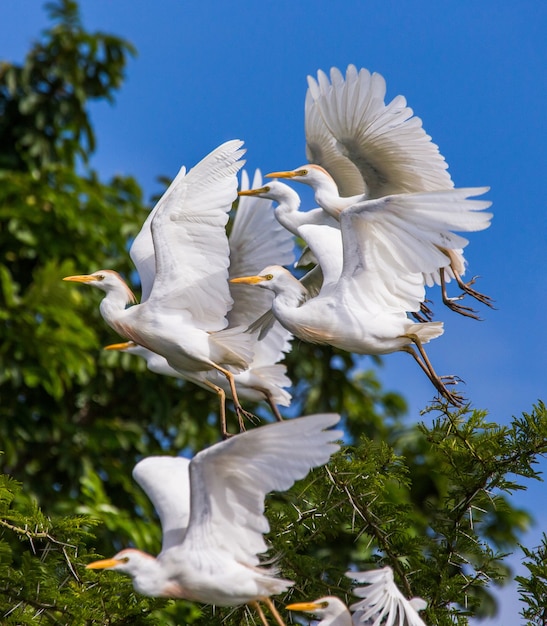 Several cattle egrets are taking off from a tree against a blue\
sky