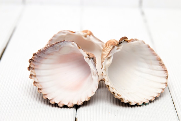 Several clam shells isolated