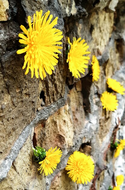 Several colors of yellow dandelions hang on a brick wall