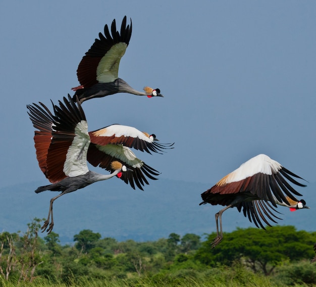 Several crowned cranes in flight against a blue sky