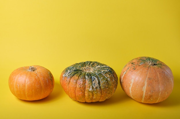 Several different pumpkins on a yellow background with copy space