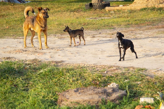 Photo several dogs of different sizes and colors run along the road in the summer