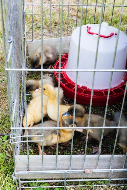 Several ducklings in cage on grass in backyard