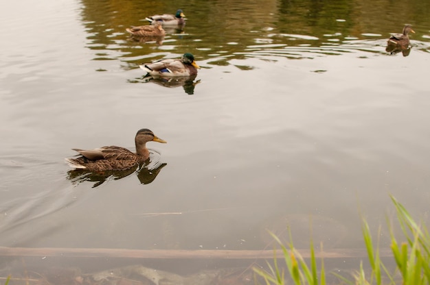 Several ducks are sitting in the water in a pond in an autumn park with a place for text