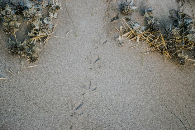 写真 カタルーニャの黄色い粒状の砂の上に海鳥の足の足跡が浮きりしています