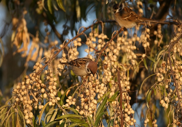 いくつかのスズメ（Passer montanus）は、ロシアのオリーブベリーを食べます。柔らかな朝の光の中で撮影したクローズアップ写真。