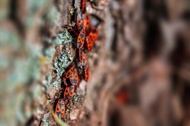 Photo several fire bugs sits on the bark of a tree