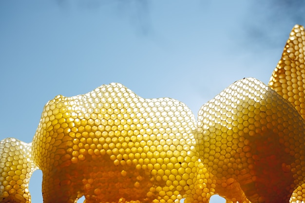 Several fragments of honeycomb in the sun