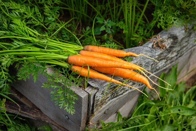 Photo several fresh juicy carrots with leaves lie near the green bed