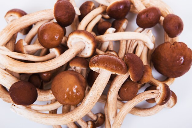 Several fresh shiitake mushrooms isolated on white background