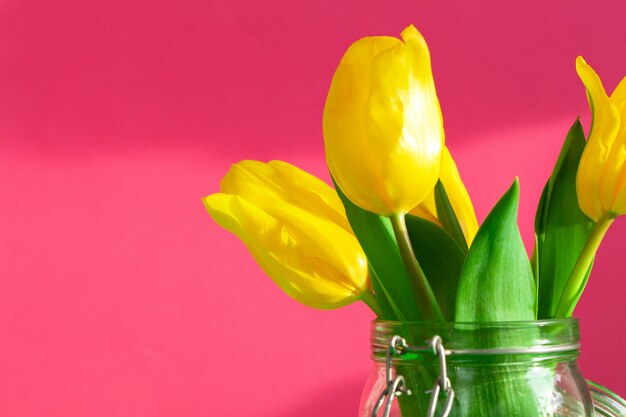 Several fresh yellow tulips on pink background close up