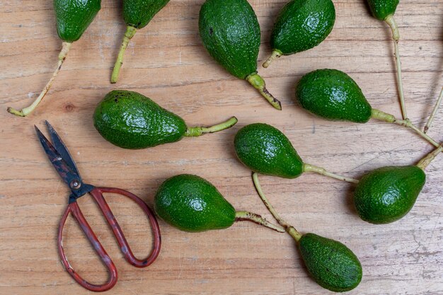 Foto diversi avocado appena raccolti su un tavolo e forbici da potatura