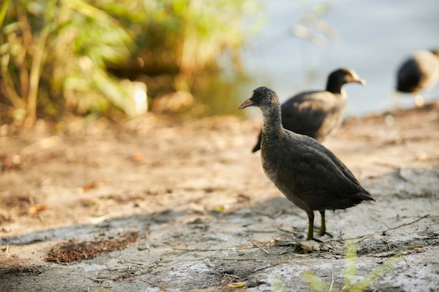 several Fulica atra ducks walk on the lake shore at sunset. Fulica atra ducks on the lake