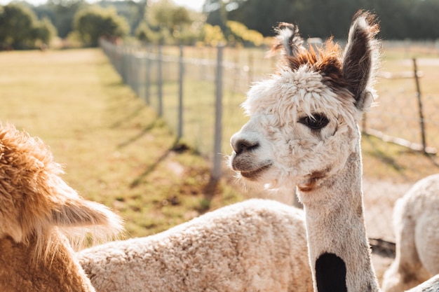 Several funny colorful alpacas are standing in pen on farm. Agricultural industry. Beauty of nature. Agrotourism. Natural materials. Beautiful animals. Wool and its production. Farm life. Pets.