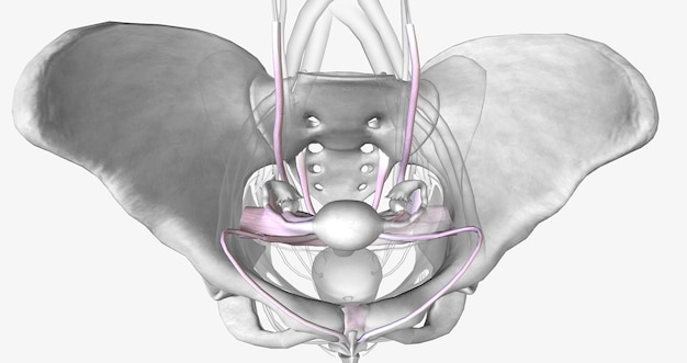 Several groups of supporting ligaments secure the female reproductive structures within the pelvis