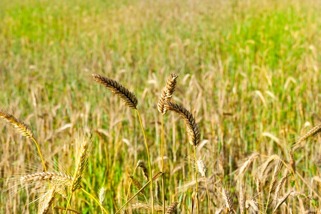 Several high ripe rye in the summer, close-up on nature against a background of green plants