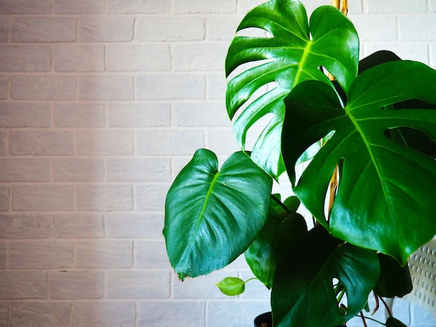 Several house plants monstera zamiokulkas palm tree stand in front of the windows closeup apartment ...