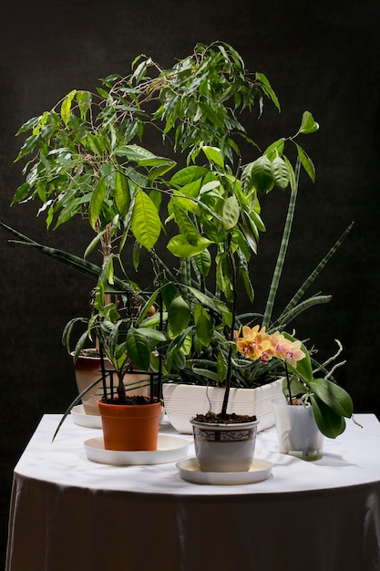 Несколько комнатных растений на столе на темном фоне