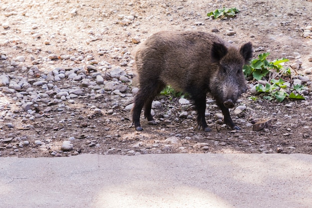 Several jabalies eating fruits and vegetables