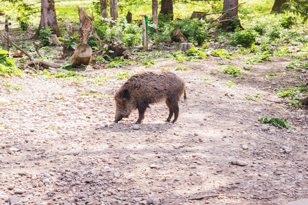 Several jabalies eating fruits and vegetables