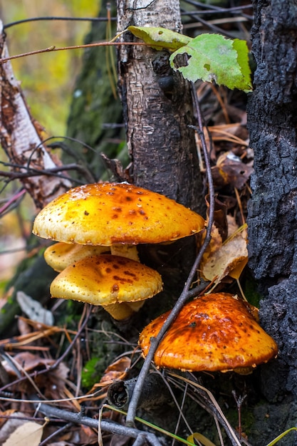 Several large beautiful toadstools with orange hats grow near the birch. Around the branches and grass. Selective focus on mushrooms. The background is blurry.