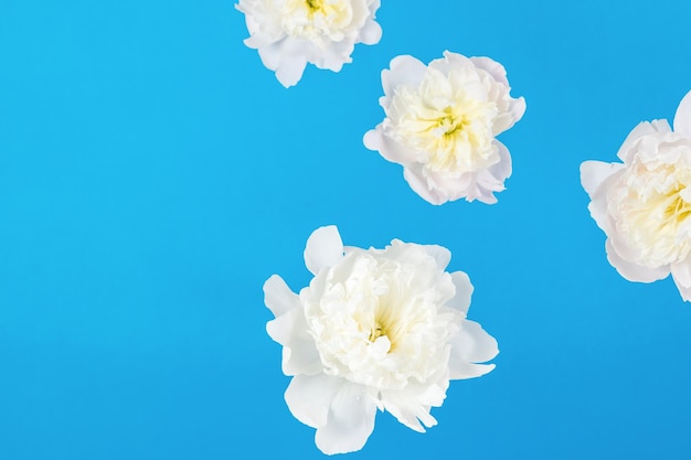 Several large levitating white flowers on a blue background