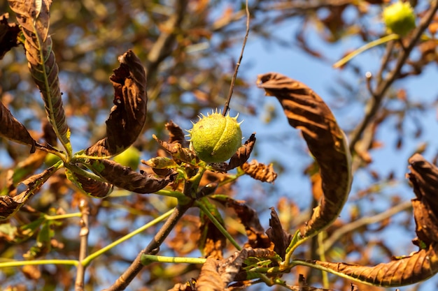 Several mature chestnuts on a tree in autumn