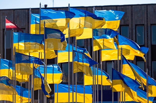 Several national flags of Ukraine flutters in the wind