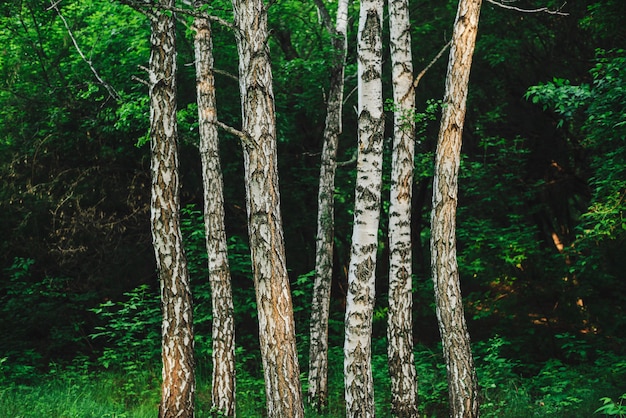 Several parallel birch trees grow on dark forest background. Row from birch trunks among rich vegetation close-up. Natural background from tree trunks near thickets. Minimalist landscape with birches.
