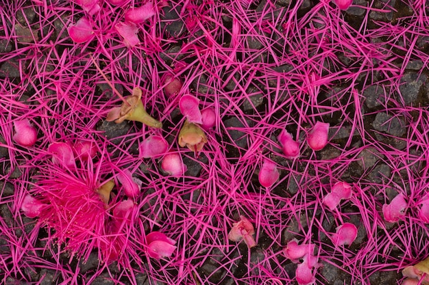 Several pink leaves on the ground