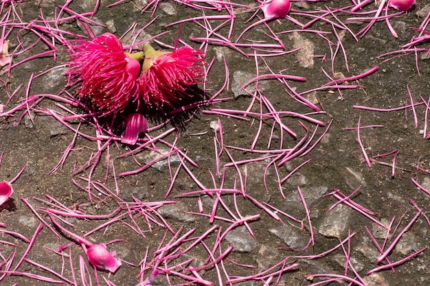 Several pink leaves on the ground