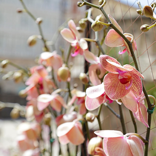 Several pink orchids in a garden