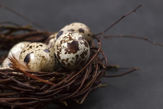 Several quail eggs in a nest of branches