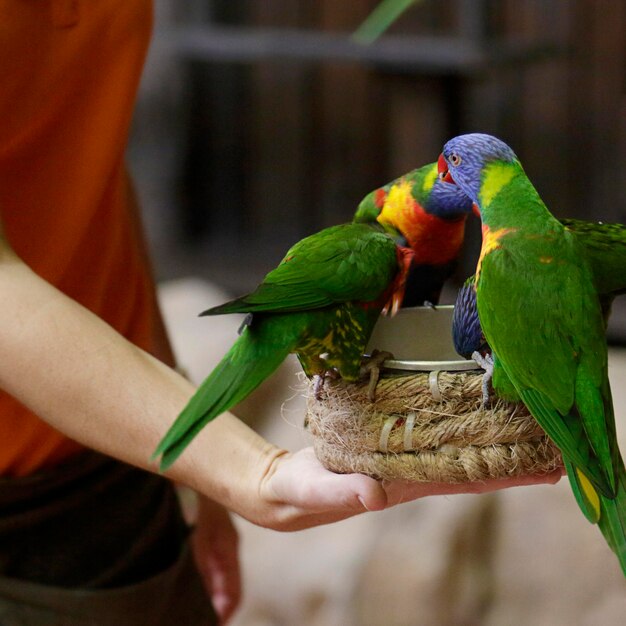 Several rainbow lorikeet trichoglossus moluccanus feeding on bird feeder