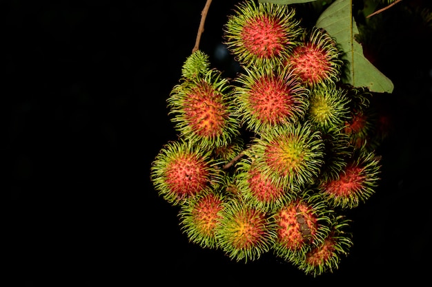 Several rambutans, black background