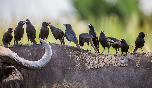 Diversi buffalo weavers dal becco rosso sono seduti sul dorso del bufalo