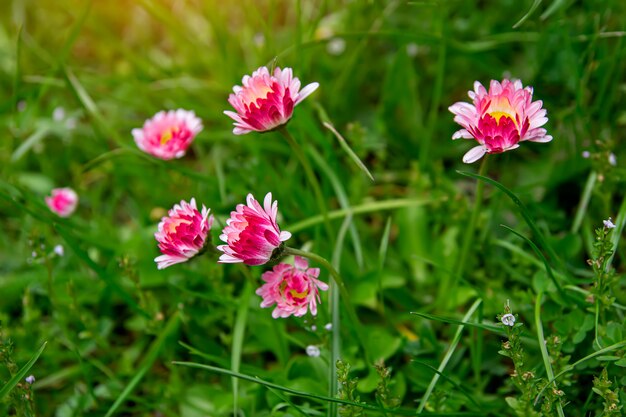 Several red flowers on the green grass