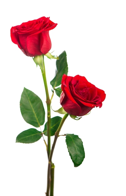 Several red roses on a white background