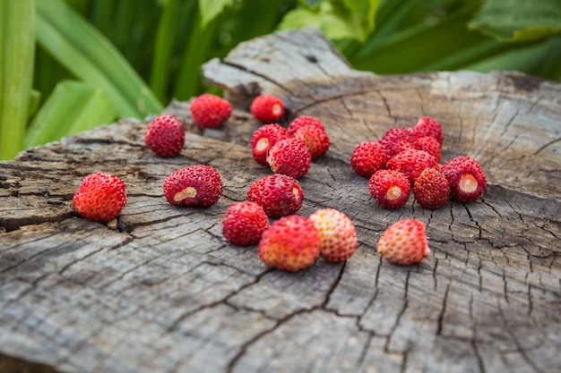 Several ripe berries of wild strawberries on a stump