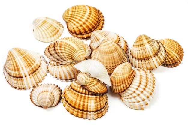 Several seashells lie on a white background