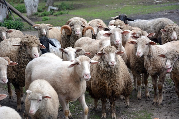 Several sheep are grazing on the grass in a pen