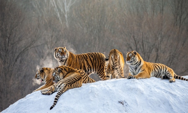 Several siberian tigers on a snowy hill