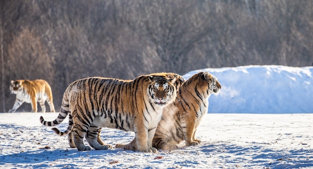 Several siberian tigers on a snowy hill